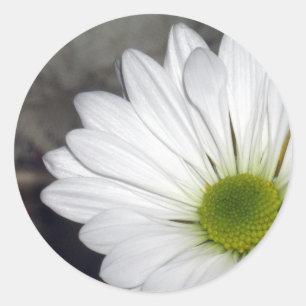 Witte Daisy Daisies Bloemen Foto Ronde Sticker