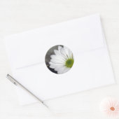 Witte Daisy Daisies Bloemen Foto Ronde Sticker (Envelop)