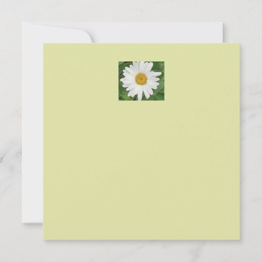 Witte Daisy Flat Verjaardag Kaart (Achterkant)