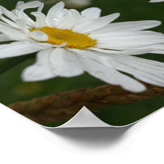Witte Daisy Flower Abstract Poster (Hoek)