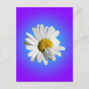 Witte Daisy Flower Floral Paarse Blauwe Gradiënt Briefkaart