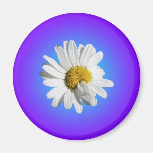 Witte Daisy Flower Floral Paarse Blauwe Gradiënt Magneet (Voorkant)