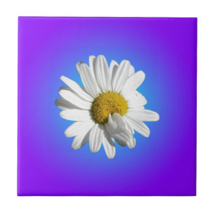 Witte Daisy Flower Floral Paarse Blauwe Gradiënt Tegeltje