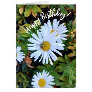 Witte Daisy Flower met een Bee Birthday Kaart