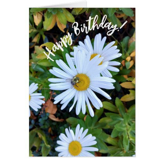 Witte Daisy Flower met een Bee Birthday Kaart (Voorkant)