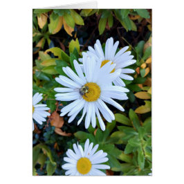Witte Daisy Flower met een Bee Blank Kaart