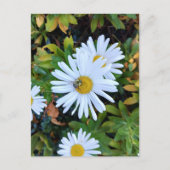 Witte Daisy Flower met een Bee Briefkaart (Voorkant)