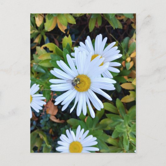 Witte Daisy Flower met een Bee Briefkaart (Voorkant)