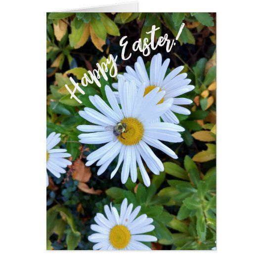 Witte Daisy Flower met een Bee Easter Kaart (Voorkant)