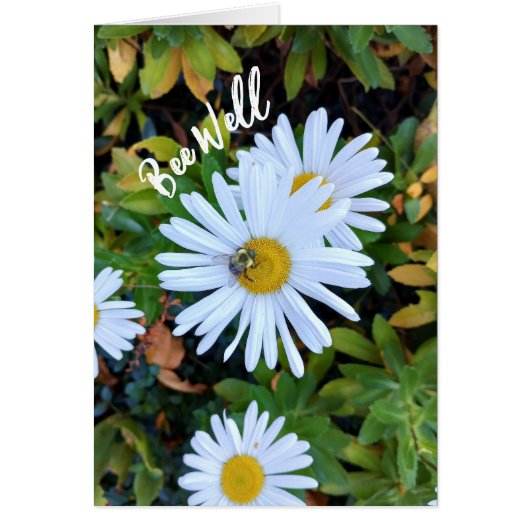 Witte Daisy Flower met een Bee Get Well Kaart (Voorkant)