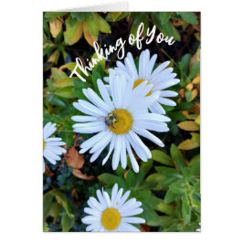 Witte Daisy Flower met een Bee Thinking of You Kaa