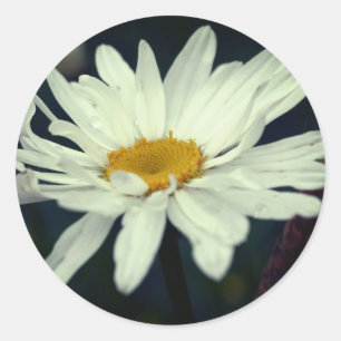 Witte Daisy Flower Raindrops Ronde Sticker