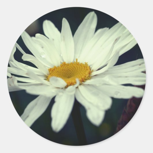 Witte Daisy Flower Raindrops Ronde Sticker (Voorkant)