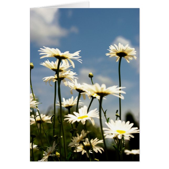 Witte Daisy Flowers Kaart (Voorkant)