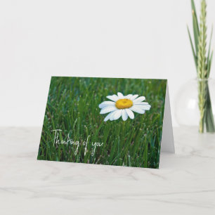 Witte Daisy In Grass Denken Van U Kaart