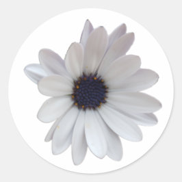 Witte Daisy met Paarse Centrum Foto Knipsel Ronde Sticker
