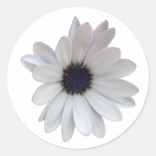 Witte Daisy met Paarse Centrum Foto Knipsel Ronde Sticker