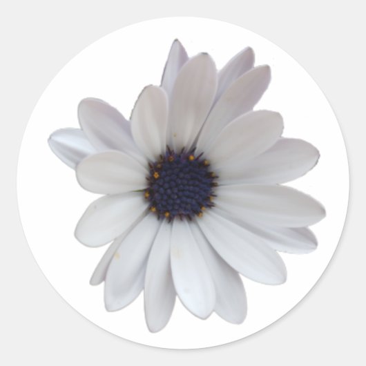 Witte Daisy met Paarse Centrum Foto Knipsel Ronde Sticker (Voorkant)