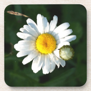 Witte Daisy onderzetters