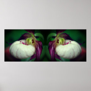 Witte Dame Slipper Orchidee Bloem Gespiegeld Poster
