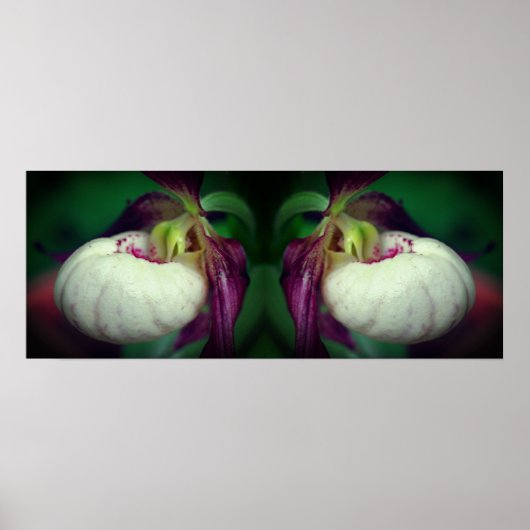Witte Dame Slipper Orchidee Bloem Gespiegeld Poster (Voorkant)