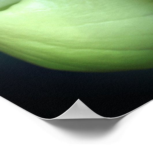 Witte Dame Slipper Orchidee Flowers Spiegel Abstra Poster (Hoek)