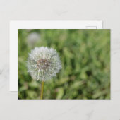 Witte dandelion bloem op groen gras briefkaart (Voorkant / Achterkant)