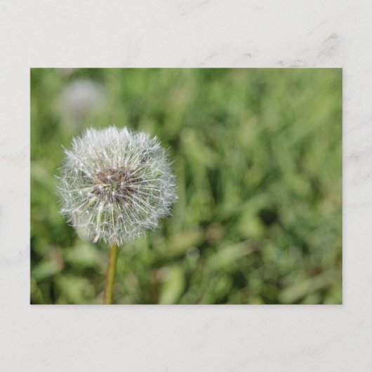 Witte dandelion bloem op groen gras briefkaart (Voorkant)