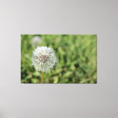 Witte dandelion bloem op groen gras canvas afdruk (Voorkant)