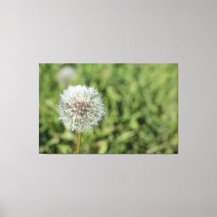 Witte dandelion bloem op groen gras canvas afdruk