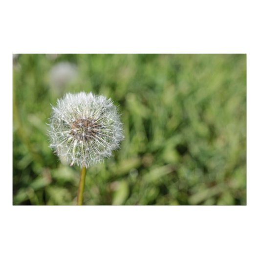 Witte dandelion bloem op groen gras foto afdruk (Voorkant)