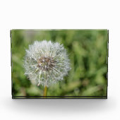 Witte dandelion bloem op groen gras fotoblokken (Voorkant)