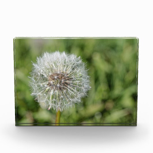 Witte dandelion bloem op groen gras fotoblokken (Voorkant)