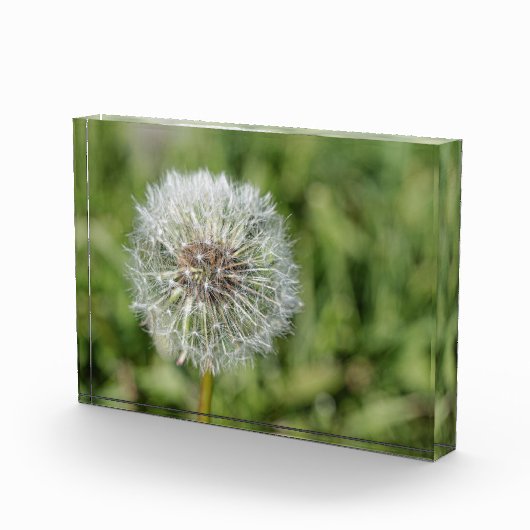 Witte dandelion bloem op groen gras fotoblokken (Rechts)