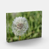 Witte dandelion bloem op groen gras fotoblokken (Links)