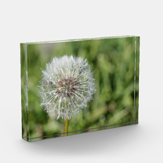 Witte dandelion bloem op groen gras fotoblokken (Links)