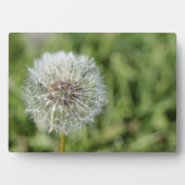 Witte dandelion bloem op groen gras fotoplaat (voorkant)