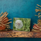 Witte dandelion bloem op groen gras fotoplaat (Zijkant)