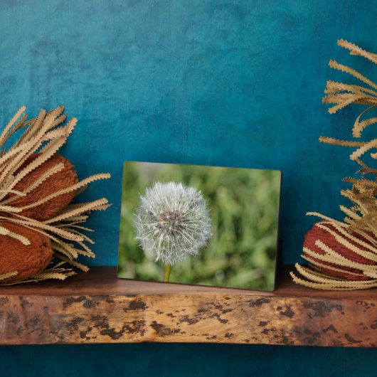 Witte dandelion bloem op groen gras fotoplaat (Zijkant)