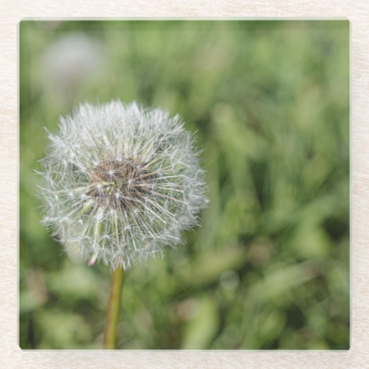 Witte dandelion bloem op groen gras glazen onderzetter (Voorkant)