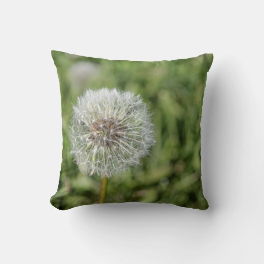 Witte dandelion bloem op groen gras kussen (Voorkant)
