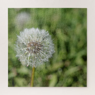 Witte dandelion bloem op groen gras legpuzzel