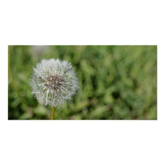 Witte dandelion bloem op groen gras perfect poster (Voorkant)