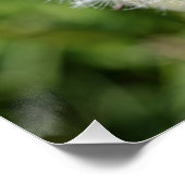 Witte dandelion bloem op groen gras perfect poster (Hoek)