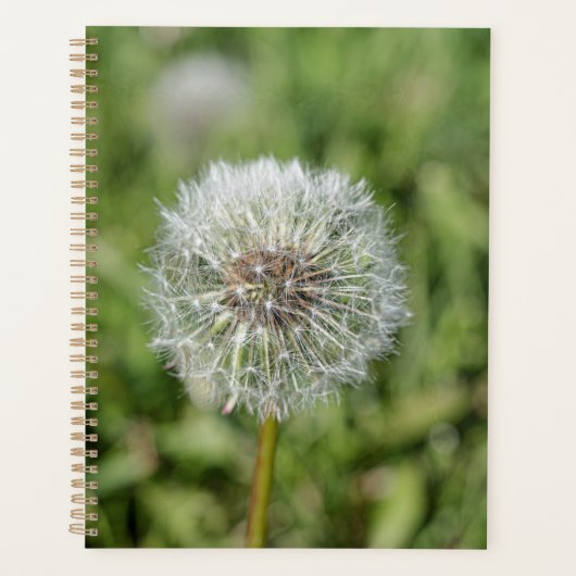 Witte dandelion bloem op groen gras planner (Voorkant)