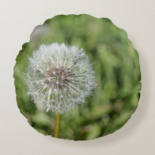 Witte dandelion bloem op groen gras rond kussen (Voorkant)