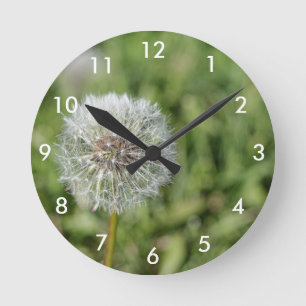 Witte dandelion bloem op groen gras ronde klok