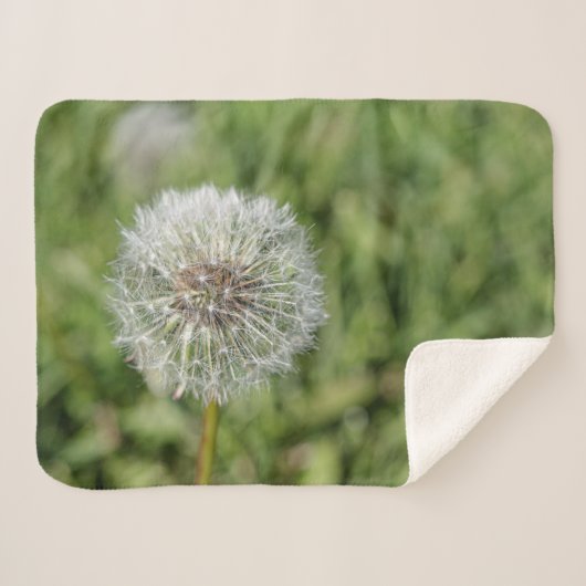Witte dandelion bloem op groen gras sherpa deken (Voorkant (horizontaal))