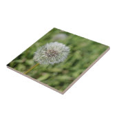 Witte dandelion bloem op groen gras tegeltje (Zijkant)