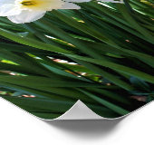 Witte deaffodil bloemen van Brook Poster (Hoek)